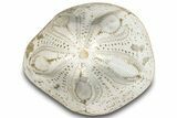 Polished Fossil Sea Biscuit (Clypeaster) - Morocco #288936-1